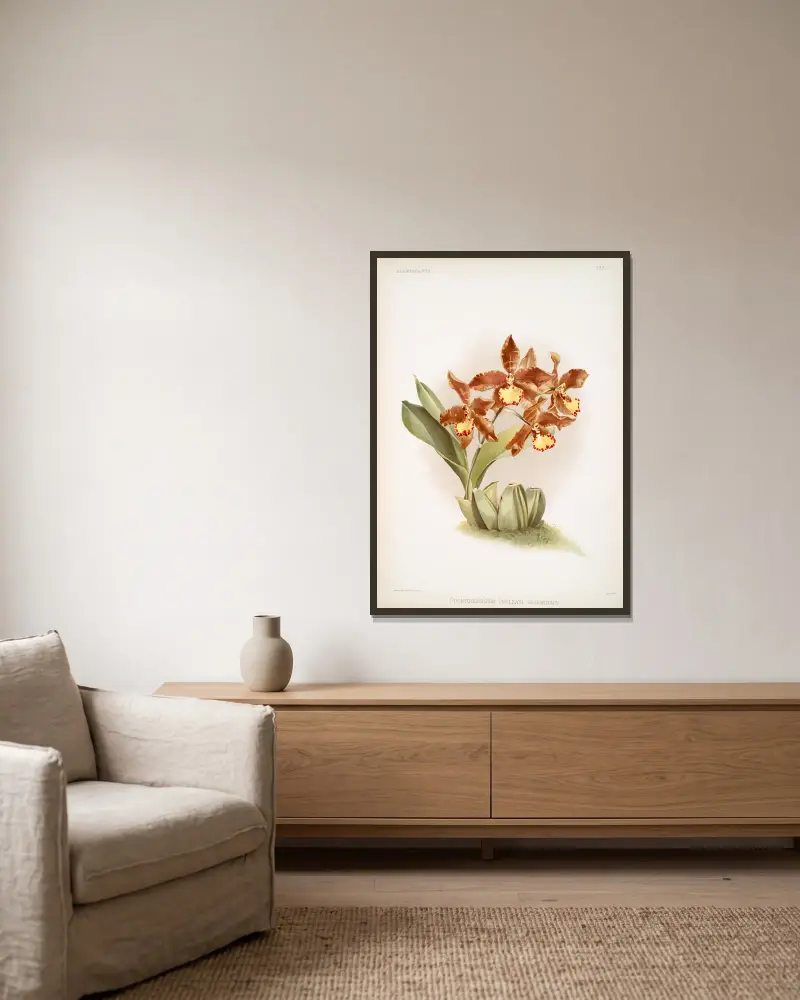 Odontoglossum insleayi splendens. av Frederick Sander inramad på en vägg