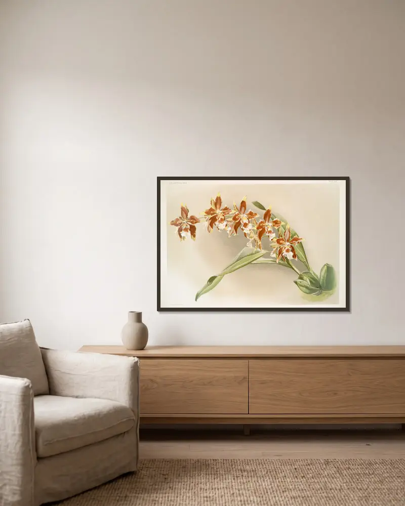 Odontoglossum luteo-purpureum. av Frederick Sander inramad på en vägg