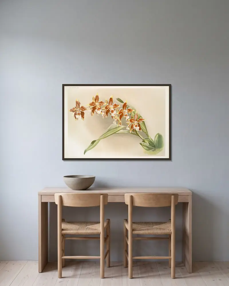 Odontoglossum luteo-purpureum. av Frederick Sander inramad på en vägg