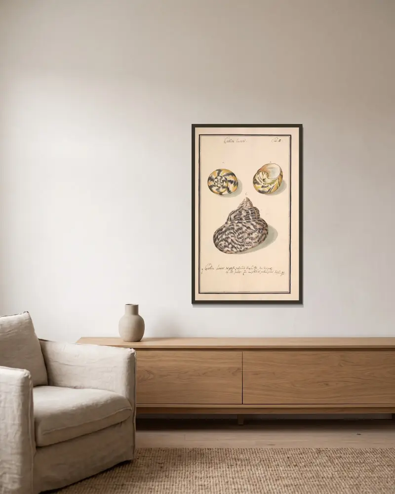 Conchylia picta ad naturam a pictore academico Pl.017 von Andreas Friedrich Happe gerahmt an einer Wand