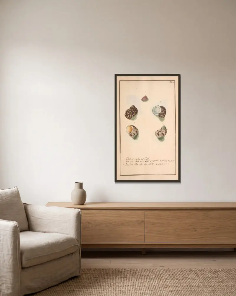 Conchylia picta ad naturam a pictore academico Pl.025 von Andreas Friedrich Happe gerahmt an einer Wand