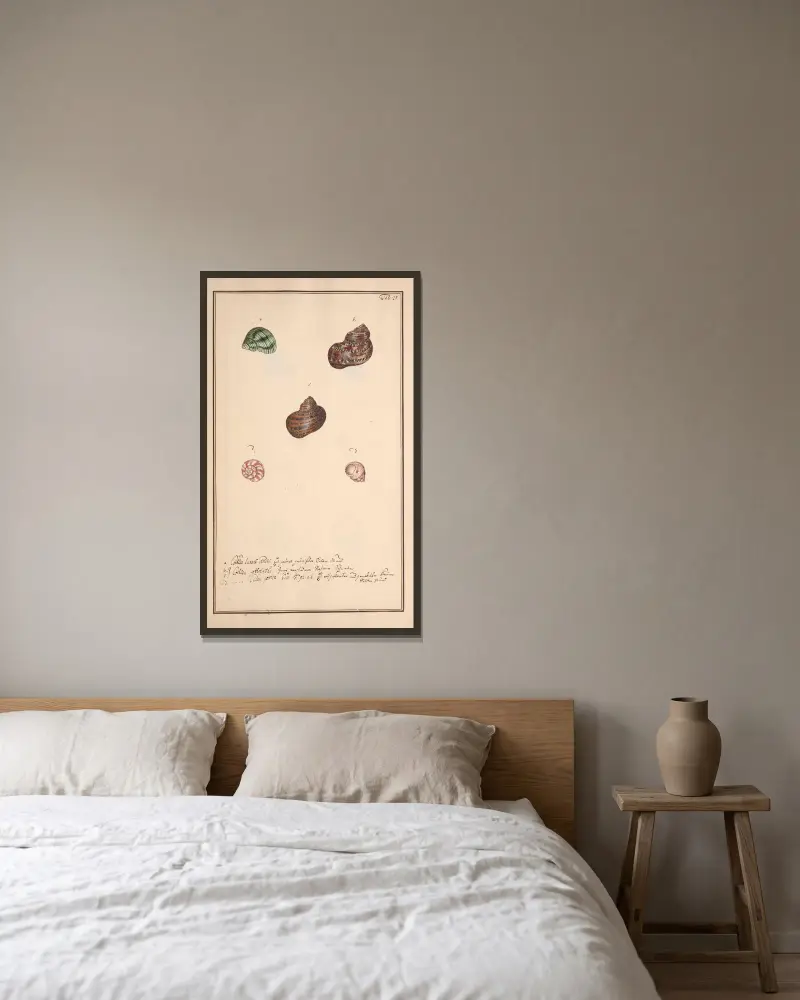 Conchylia picta ad naturam a pictore academico Pl. 028 von Andreas Friedrich Happe gerahmt an einer Wand