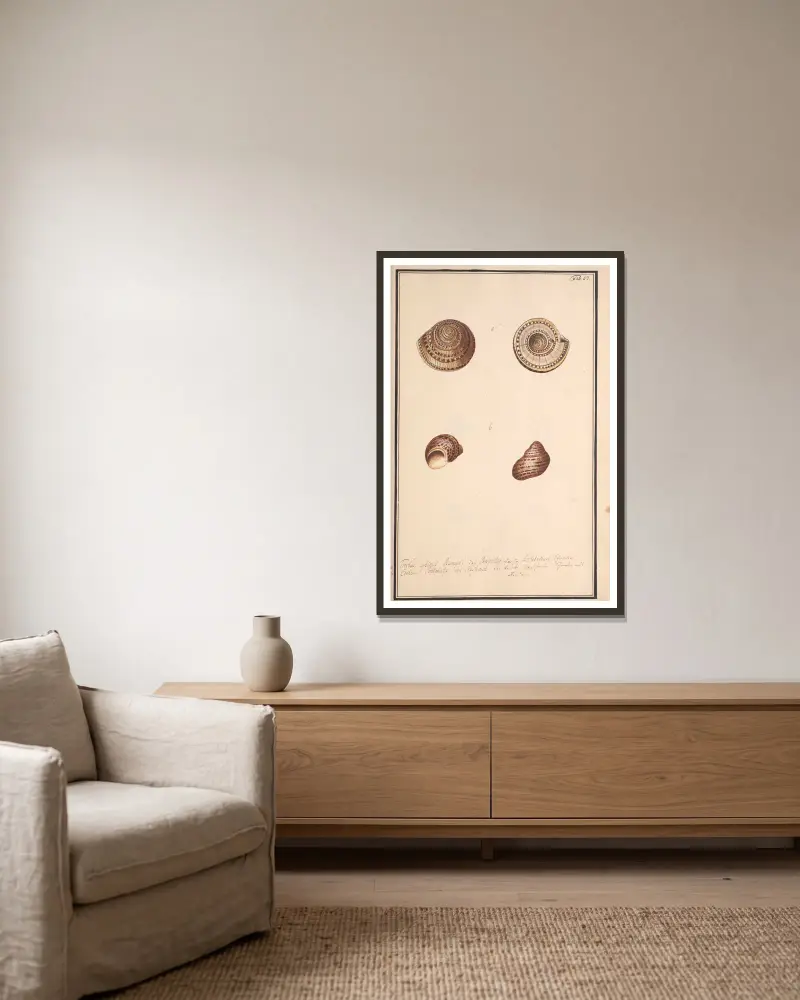 Conchylia picta ad naturam a pictore academico Pl.053 von Andreas Friedrich Happe gerahmt an einer Wand