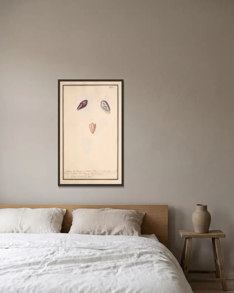 Conchylia picta ad naturam a pictore academico Pl.083 von Andreas Friedrich Happe gerahmt an einer Wand