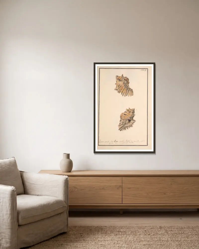Conchylia picta ad naturam a pictore academico, Tafel 099 von Andreas Friedrich Happe gerahmt an einer Wand