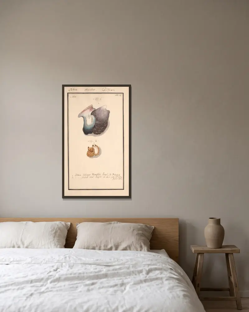 Conchylia picta ad naturam a pictore academico Pl.119 av Andreas Friedrich Happe inramad på en vägg