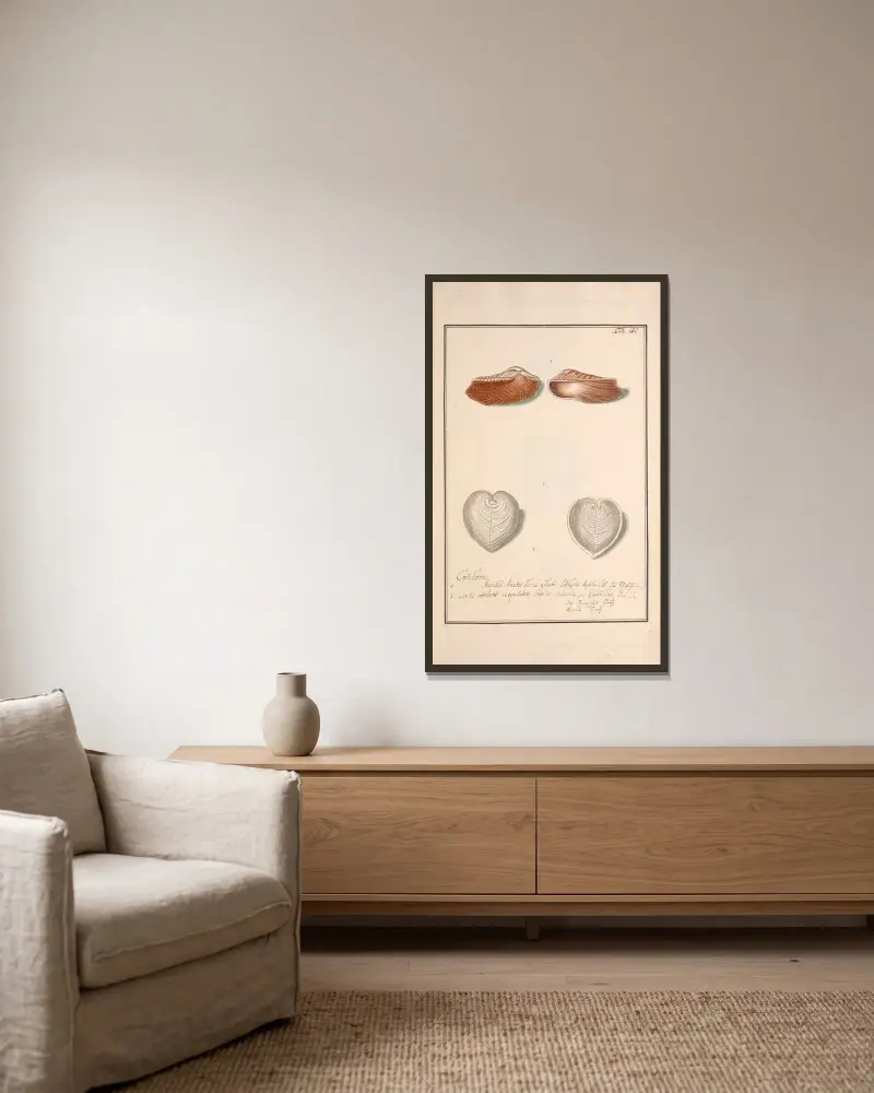 Conchylia picta ad naturam a pictore academico Pl.132 von Andreas Friedrich Happe gerahmt an einer Wand