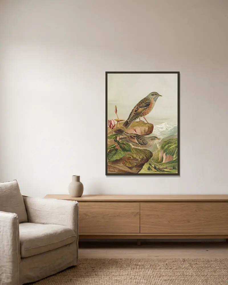Accentor collaris, Johann Friedrich Naumann v rámu na stěně