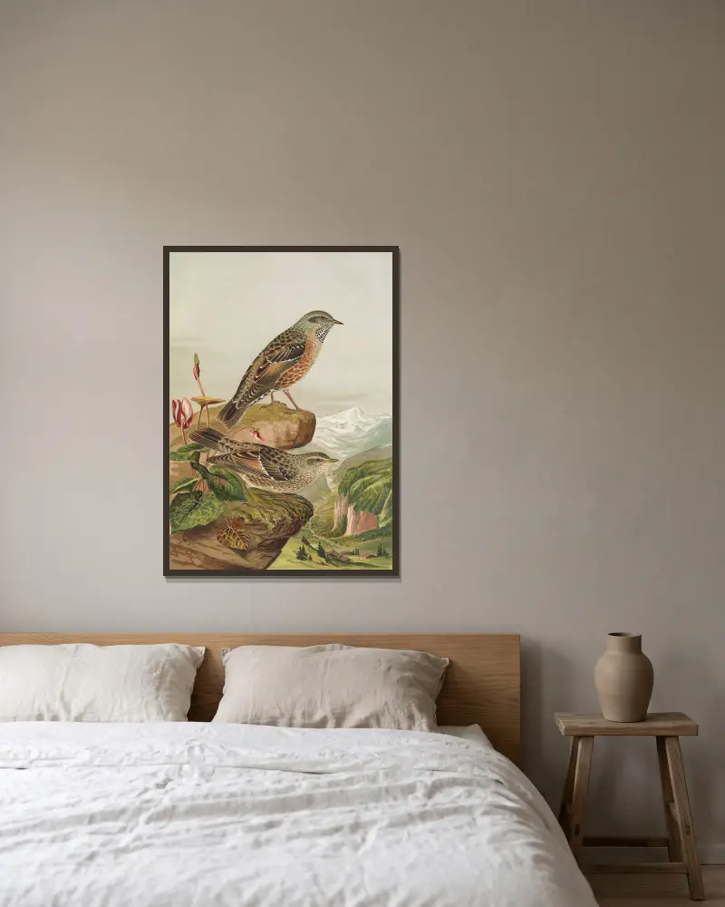 Accentor collaris, Johann Friedrich Naumann v rámu na stěně