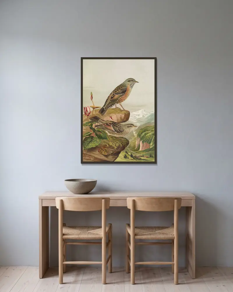 Accentor collaris, Johann Friedrich Naumann v rámu na stěně