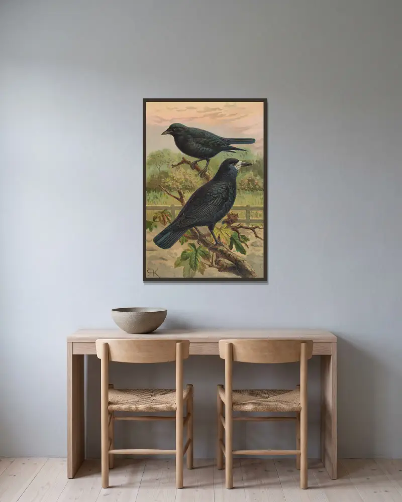 Corvus frugilegus av Johann Friedrich Naumann inramad på en vägg