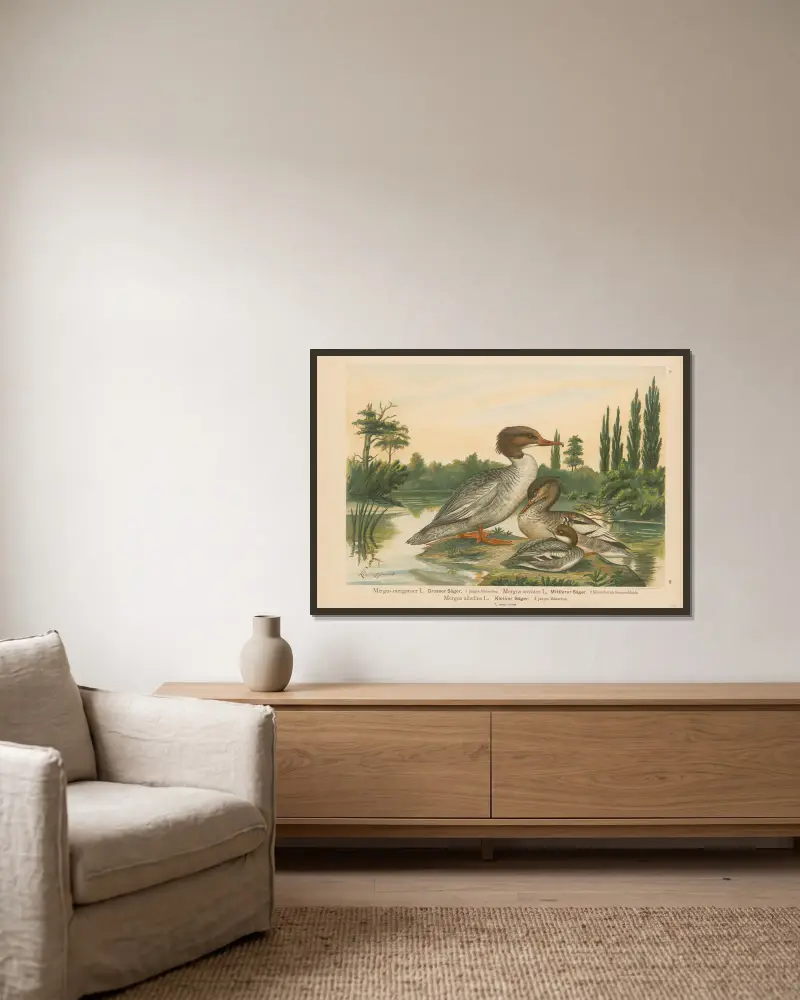 Mergus merganser, Mergus serrator, Mergus albellus – nr 2 av Johann Friedrich Naumann inramad på en vägg