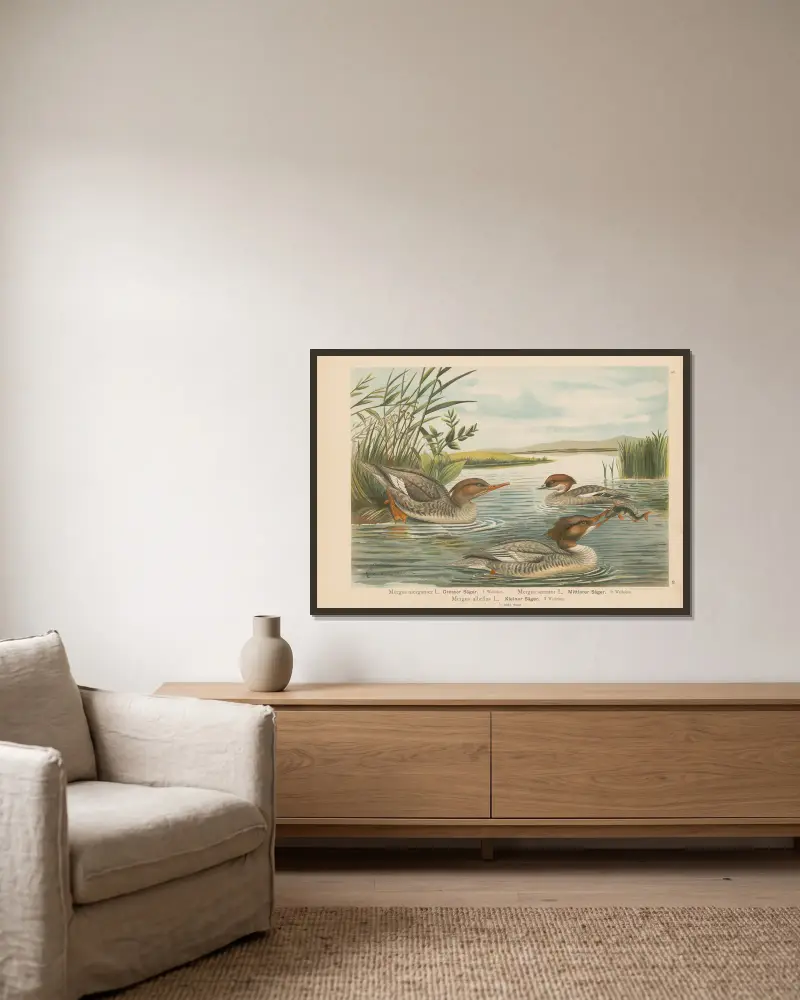 Mergus merganser, Mergus serrator, Mergus albellus – nr 1 av Johann Friedrich Naumann inramad på en vägg
