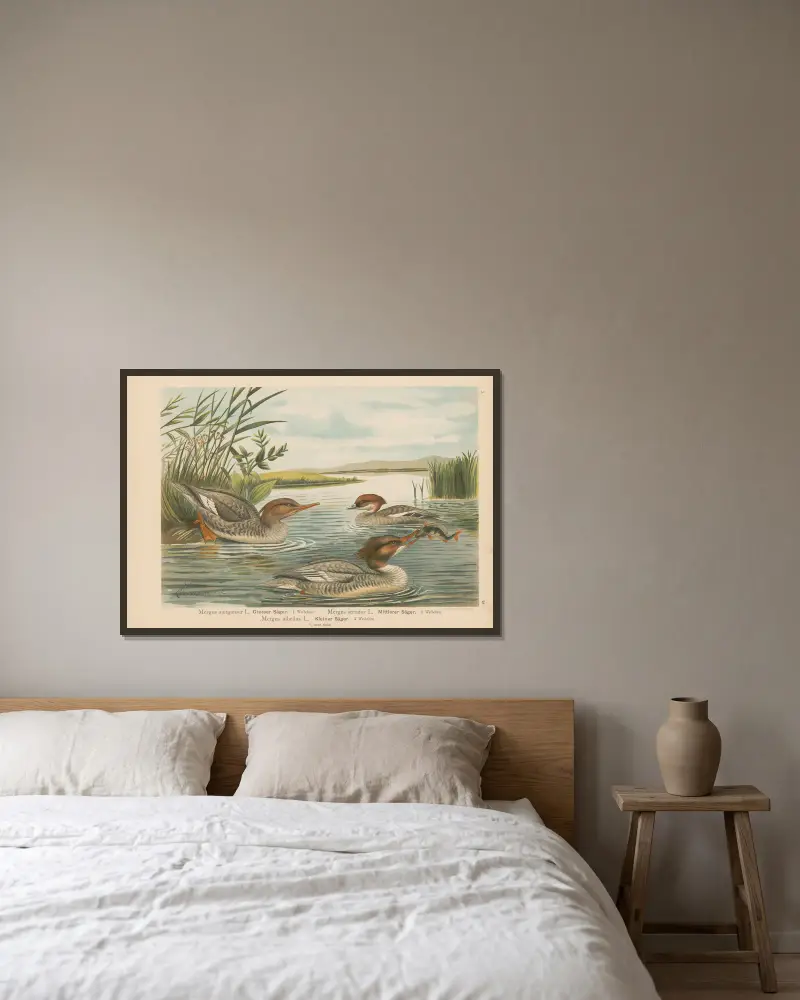 Mergus merganser, Mergus serrator, Mergus albellus – nr 1 av Johann Friedrich Naumann inramad på en vägg