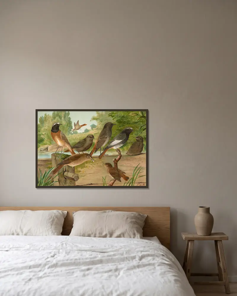 Ruticilla titys, Ruticilla phoenicurus av Johann Friedrich Naumann inramad på en vägg