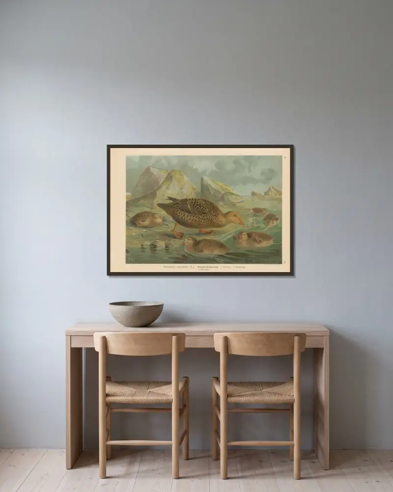 Somateria spectabilis av Johann Friedrich Naumann inramad på en vägg
