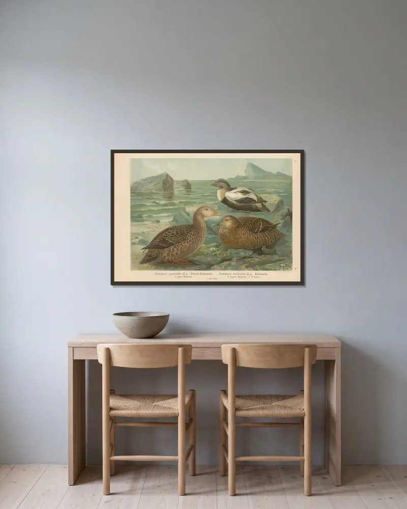 Somateria spectabilis, Somateria mollissima av Johann Friedrich Naumann inramad på en vägg