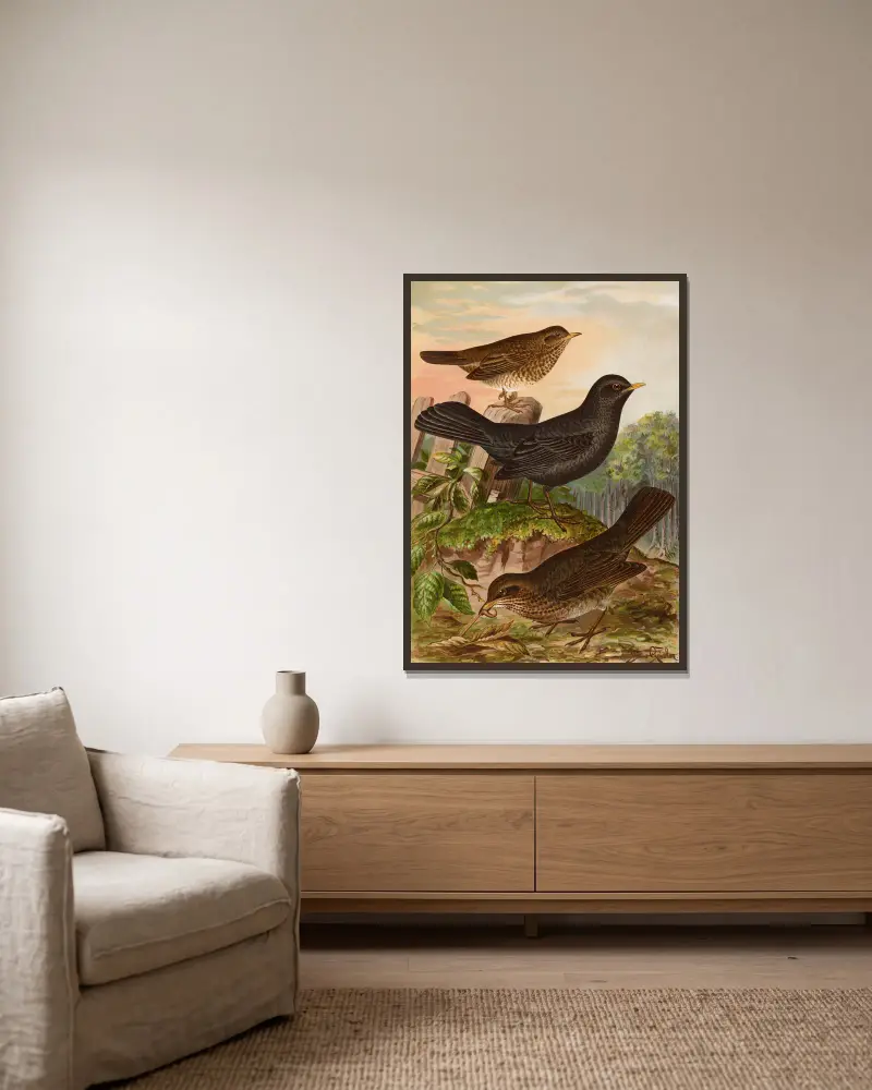 Turdus merula von Johann Friedrich Naumann gerahmt an einer Wand