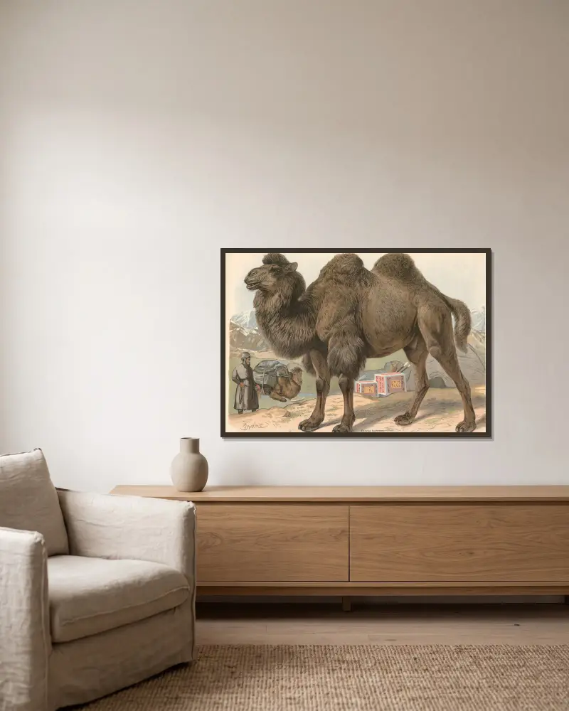 Wielbłąd dwugarbny (Camelus bactrianus), Friedrich Specht w ramie na ścianie
