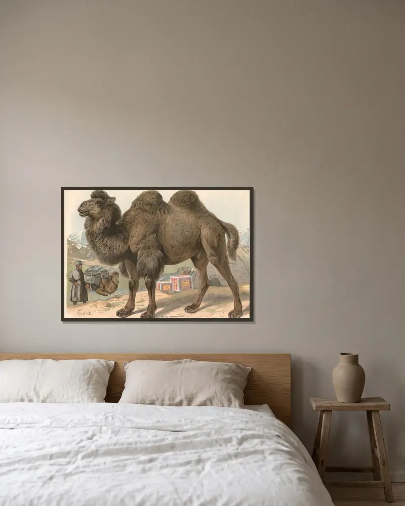 Wielbłąd dwugarbny (Camelus bactrianus), Friedrich Specht w ramie na ścianie