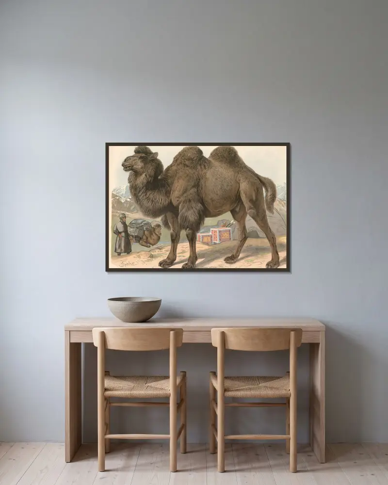Wielbłąd dwugarbny (Camelus bactrianus), Friedrich Specht w ramie na ścianie