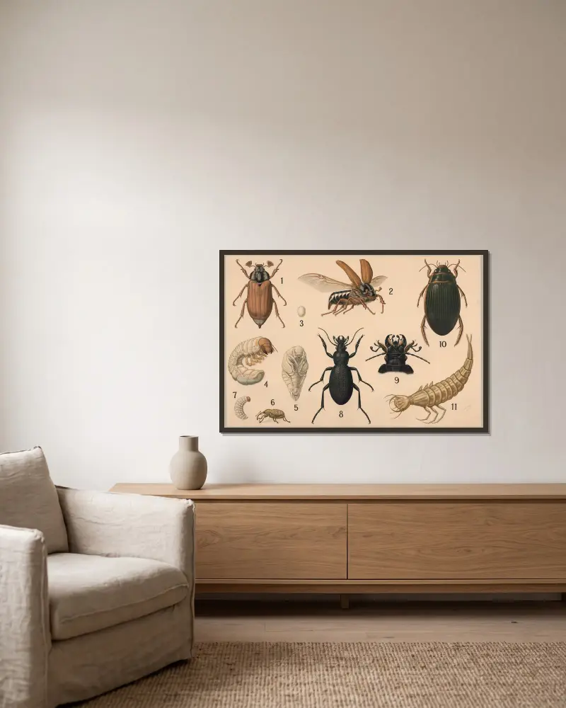 Käfer von Friedrich Specht gerahmt an einer Wand