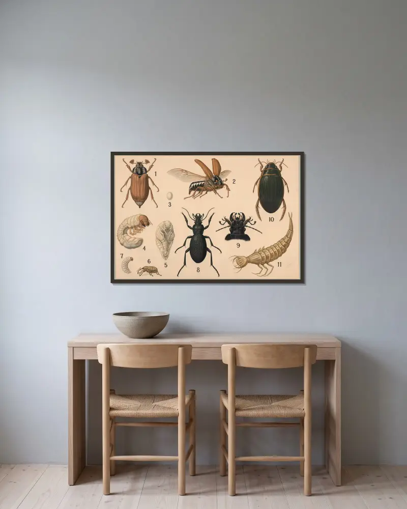 Käfer von Friedrich Specht gerahmt an einer Wand
