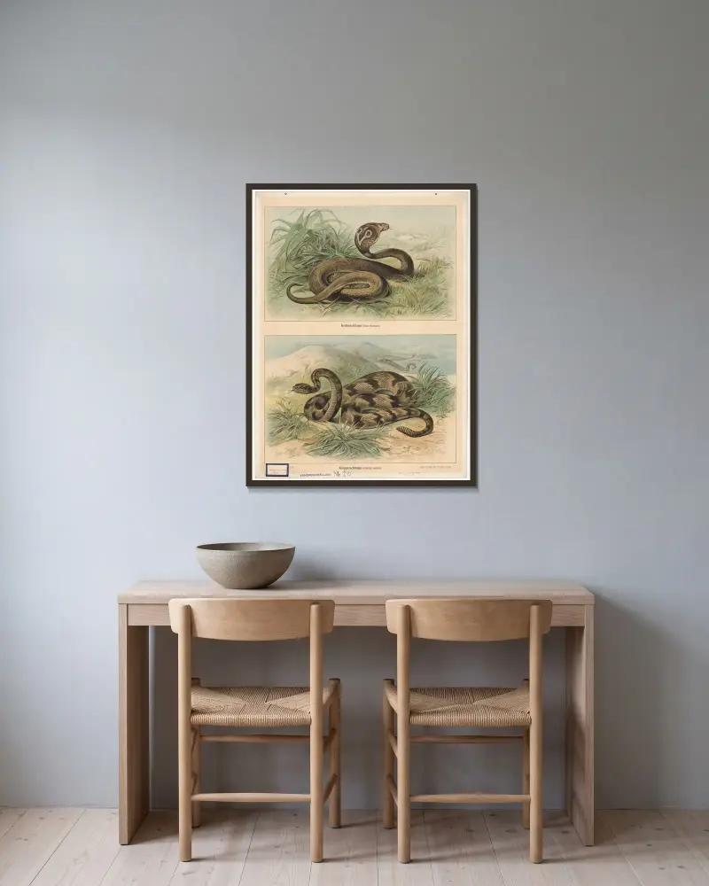 Brillenschlange. (Naja tripudians). Klapperschlange (Crotalus durissus) av Friedrich Specht inramad på en vägg