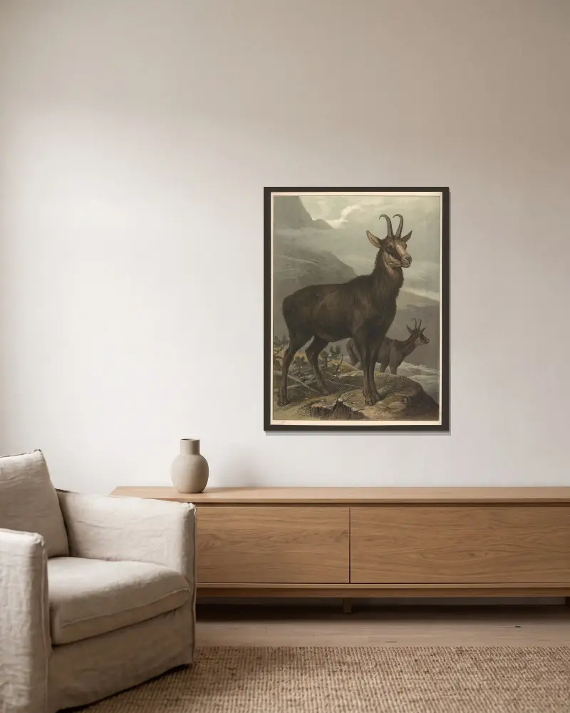 Chamois, Friedrich Specht v rámu na stěně