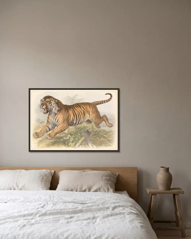 Felis tigris av Friedrich Specht inramad på en vägg