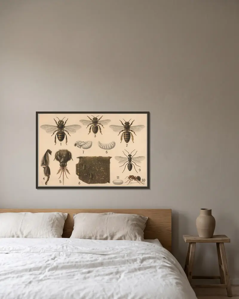 Hymenoptera, Friedrich Specht v rámu na stěně