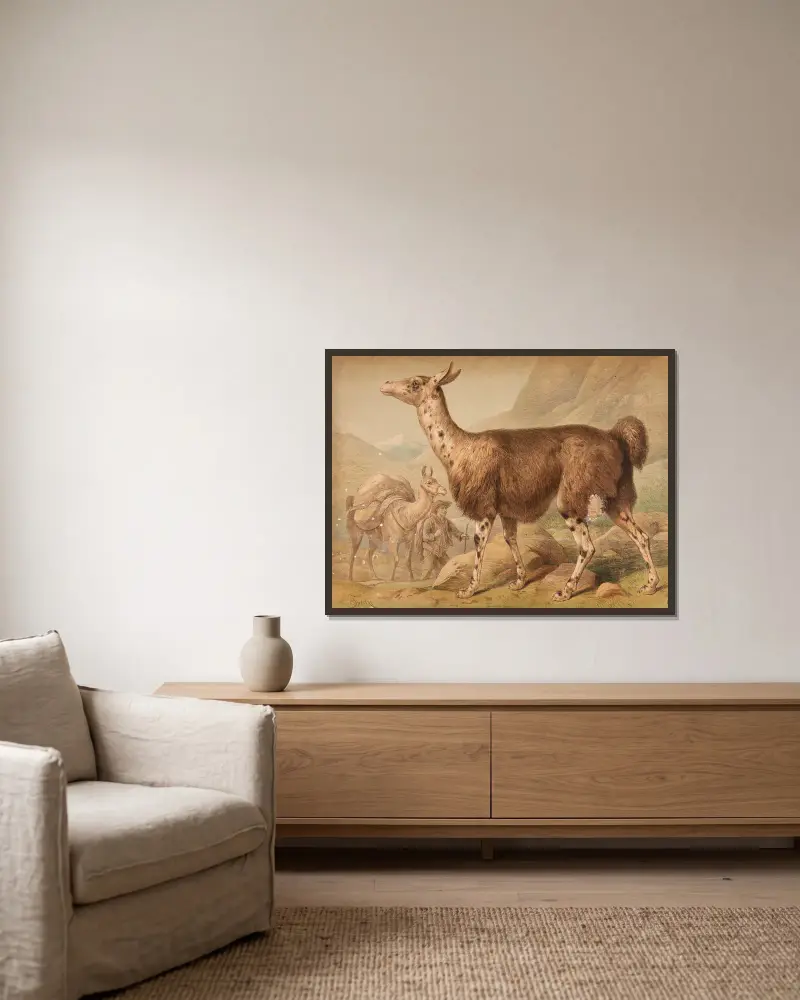 Lama (Auchenia Lama) von Friedrich Specht gerahmt an einer Wand
