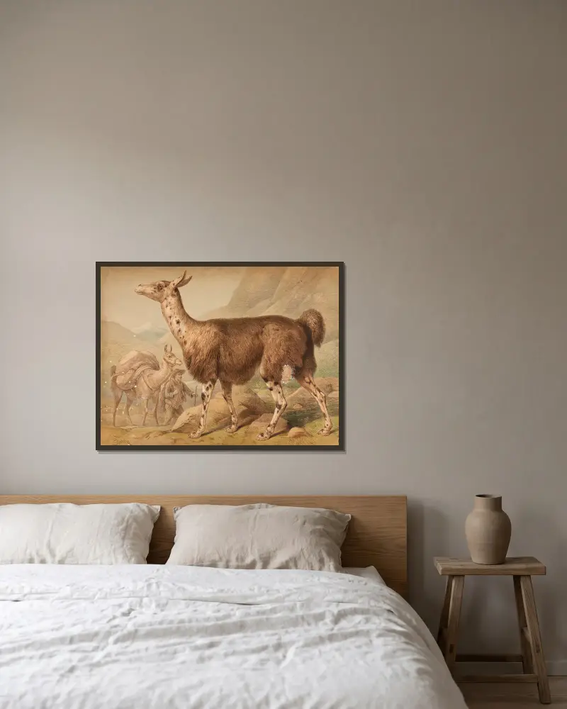 Lama (Auchenia Lama) von Friedrich Specht gerahmt an einer Wand