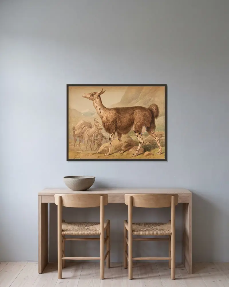 Lama (Auchenia Lama) von Friedrich Specht gerahmt an einer Wand