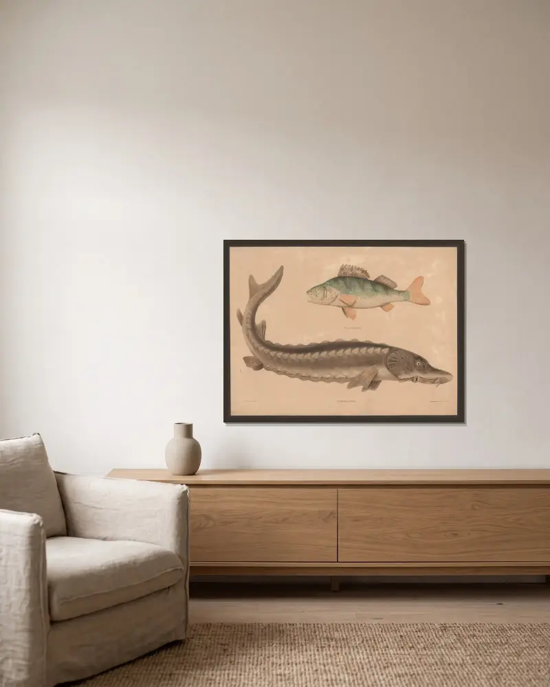 Perch (Perea fluviatilis), Sea sturgeon (Accipenser sturio) av Friedrich Specht inramad på en vägg