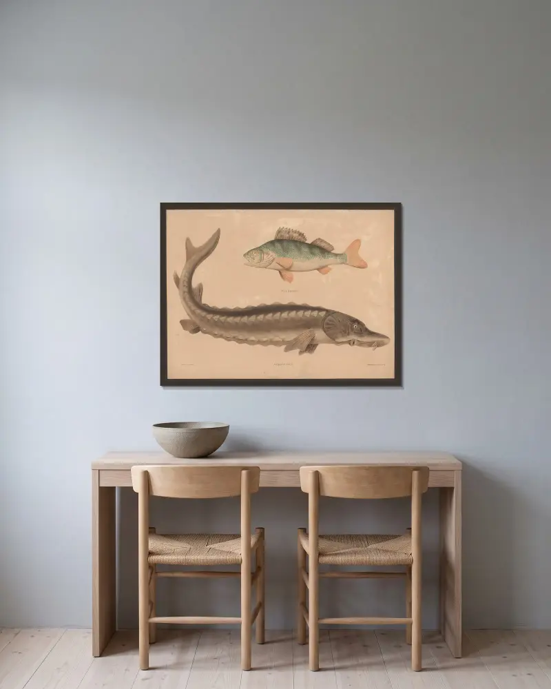 Perch (Perea fluviatilis), Sea sturgeon (Accipenser sturio) av Friedrich Specht inramad på en vägg