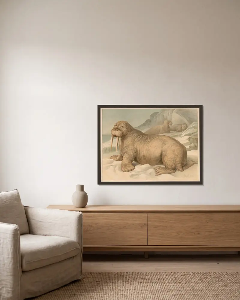 Trichechus rosmarus von Friedrich Specht gerahmt an einer Wand