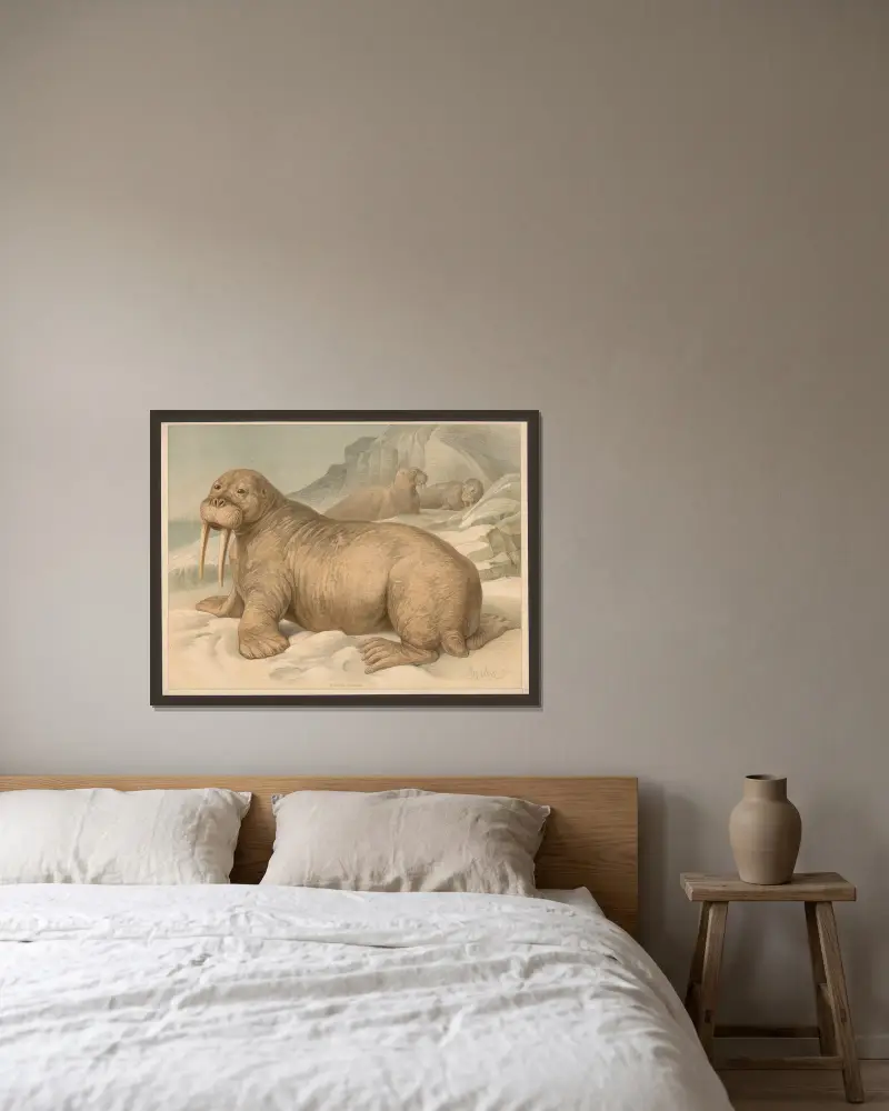 Trichechus rosmarus von Friedrich Specht gerahmt an einer Wand