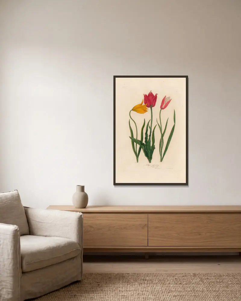 1. Tulipa sylvestris 2. Tulipa Oculus solis 3. Tulipa Oculus Clusiana av Gaetano Savi inramad på en vägg