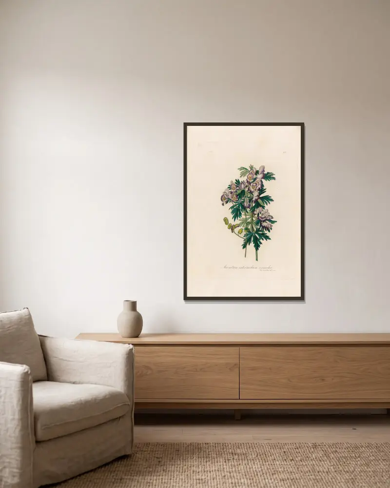 Aconitum intermedium versicolor von Gaetano Savi gerahmt an einer Wand