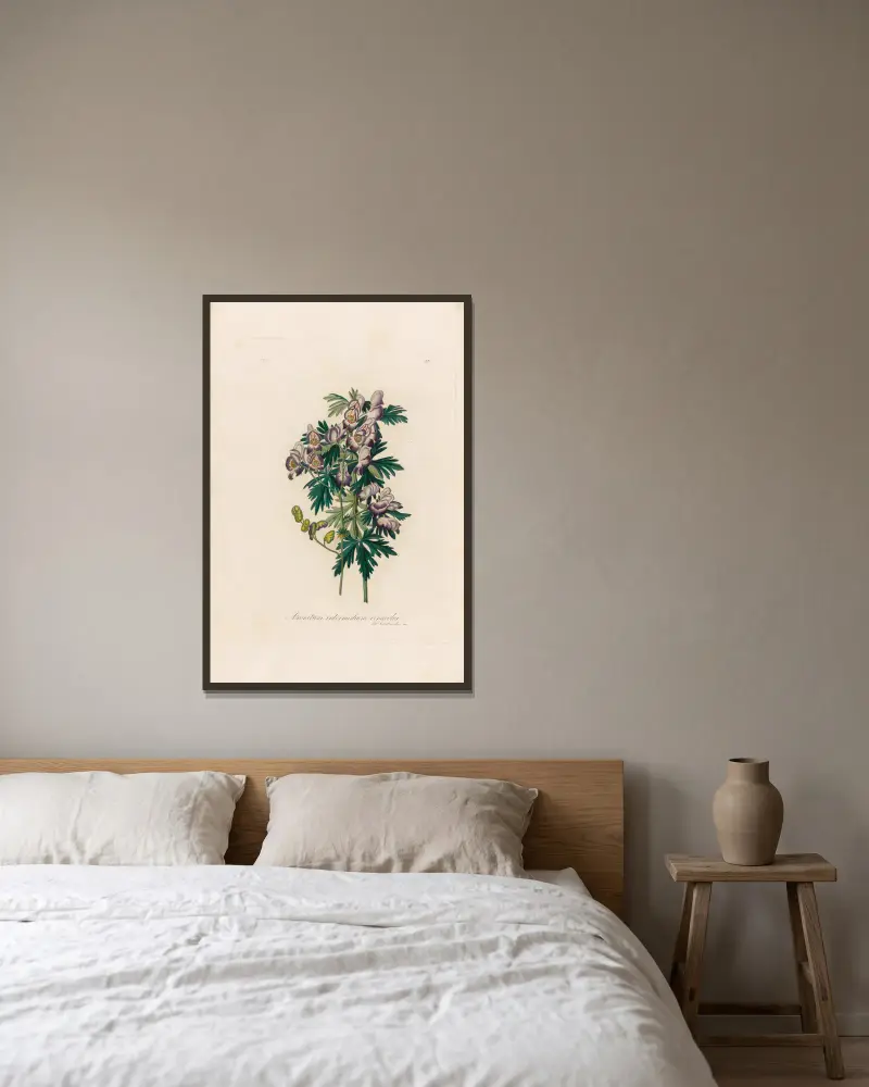Aconitum intermedium versicolor von Gaetano Savi gerahmt an einer Wand