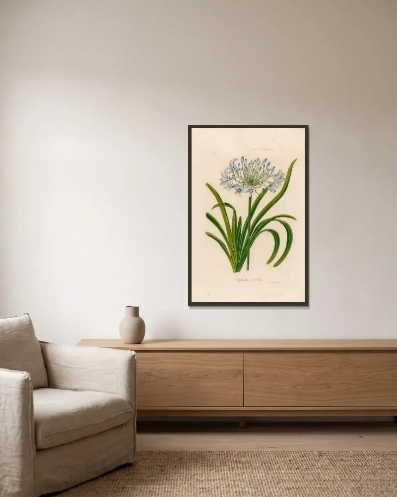 Agapanthus umbellatus av Gaetano Savi inramad på en vägg