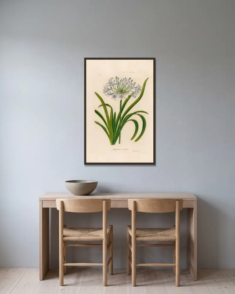 Agapanthus umbellatus av Gaetano Savi inramad på en vägg