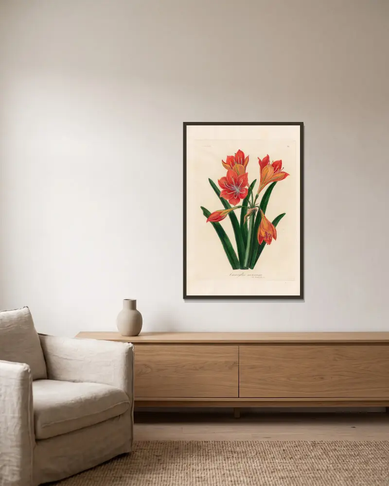Amaryllis mexicana av Gaetano Savi inramad på en vägg