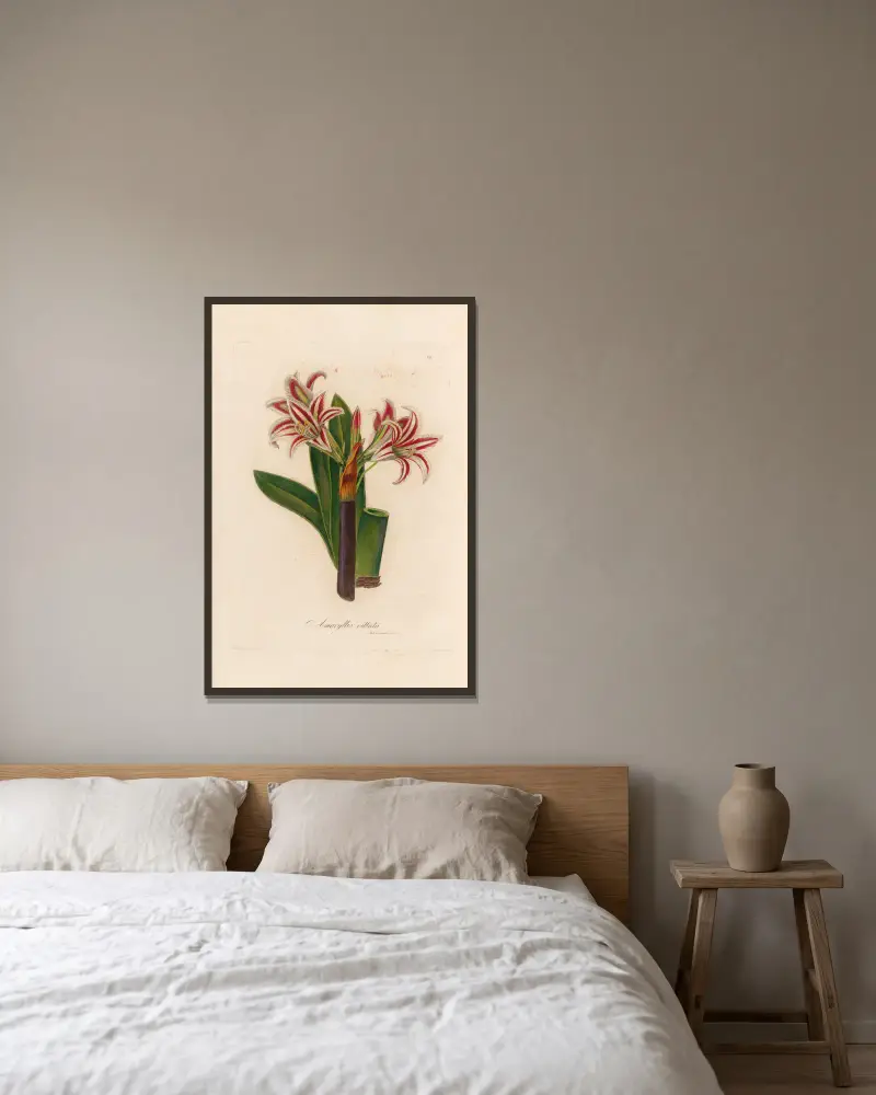 Amaryllis vittata, Gaetano Savi w ramie na ścianie