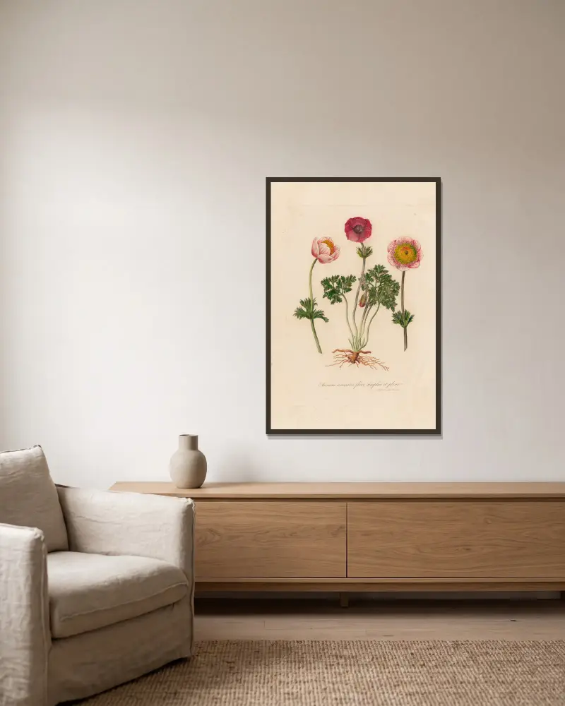 Anemone coronaria flore simplici et pleno av Gaetano Savi inramad på en vägg