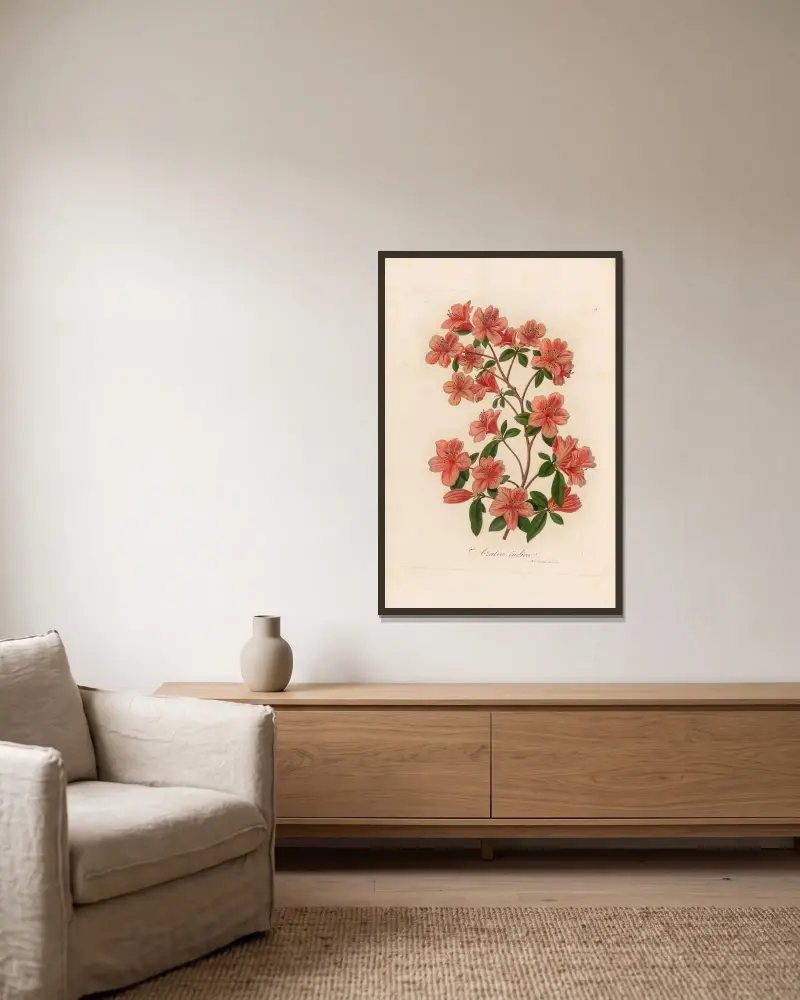 Azalea indica av Gaetano Savi inramad på en vägg