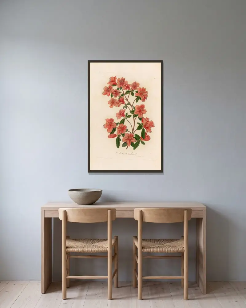 Azalea indica av Gaetano Savi inramad på en vägg