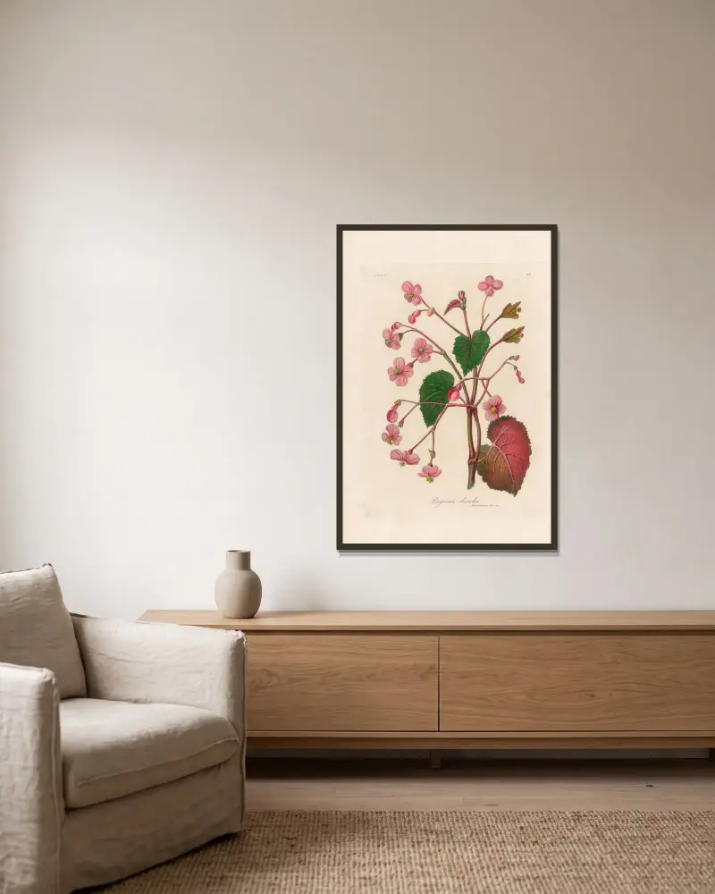 Begonia discolor av Gaetano Savi inramad på en vägg