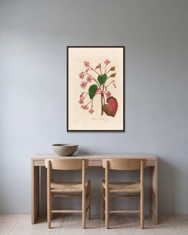 Begonia discolor av Gaetano Savi inramad på en vägg